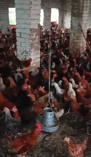 Golden Misri Hens & Roosters | 5 Month mughi |Desi hen_ pathy pathiyan