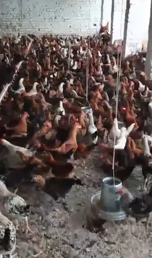 Golden Misri Hens & Roosters | 5 Month mughi |Desi hen_ pathy pathiyan — photo 2
