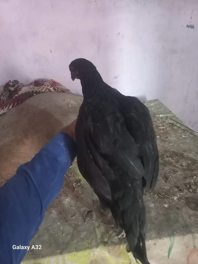 Golden Misri Hens & Roosters | 5 Month mughi |Desi hen_ pathy pathiyan — photo 3