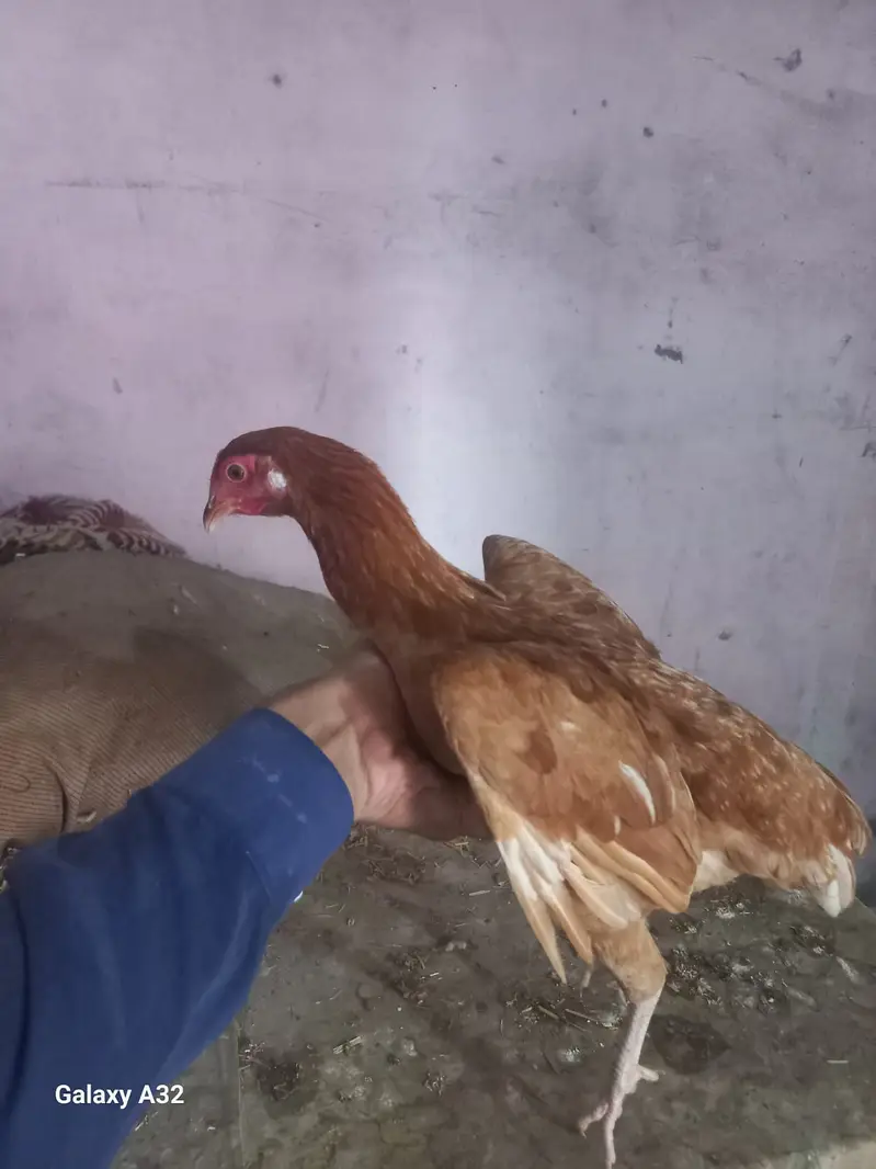 Golden Misri Hens & Roosters | 5 Month mughi |Desi hen_ pathy pathiyan — photo 4