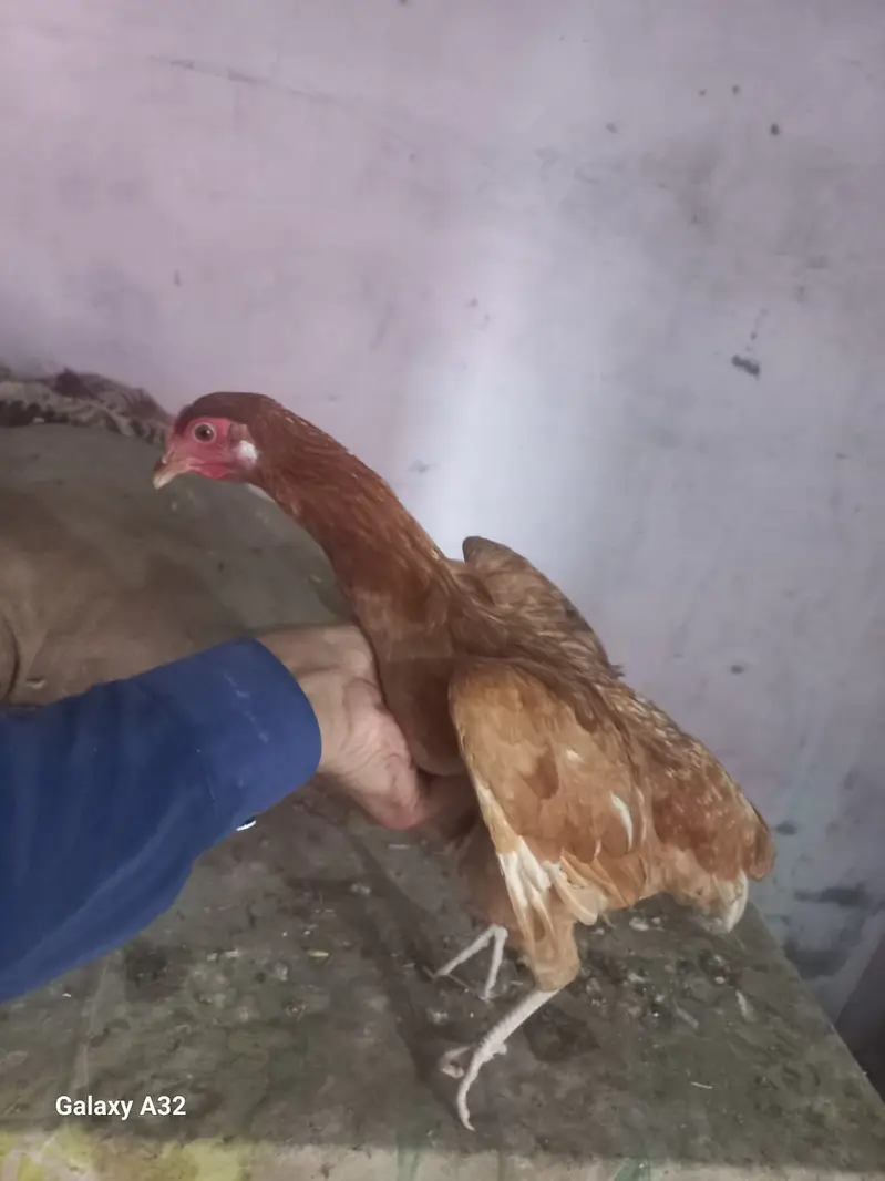 Golden Misri Hens & Roosters | 5 Month mughi |Desi hen_ pathy pathiyan — photo 5