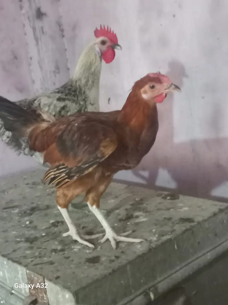 Golden Misri Hens & Roosters | 5 Month mughi |Desi hen_ pathy pathiyan — photo 6