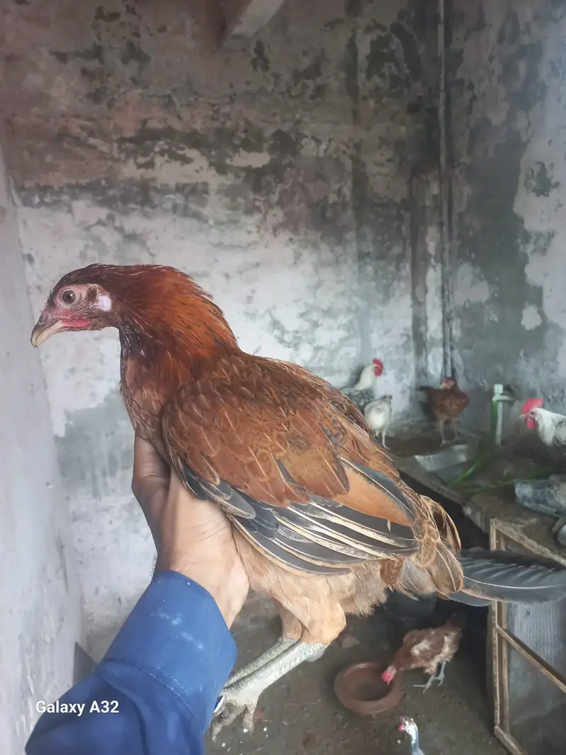 Golden Misri Hens & Roosters | 5 Month mughi |Desi hen_ pathy pathiyan — photo 7