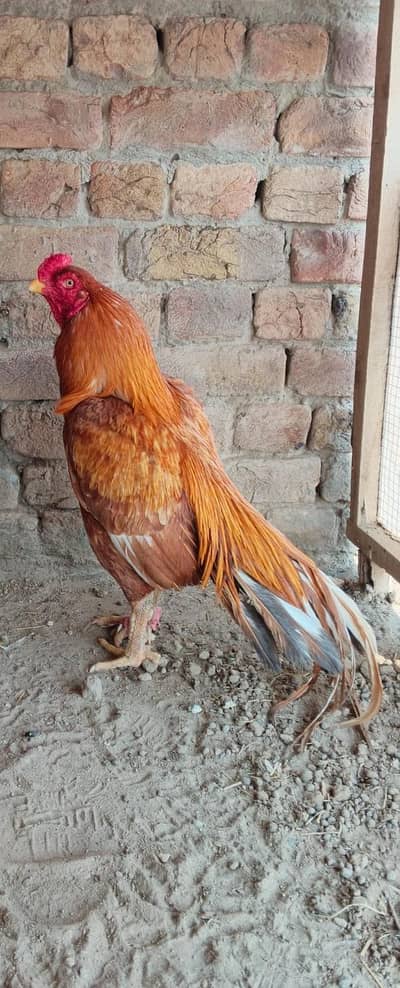 only serious Bayer can contect