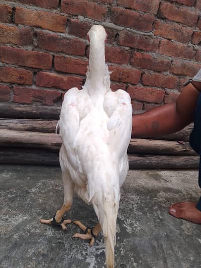 aseel shamo WhatsApp nbr 03077036825