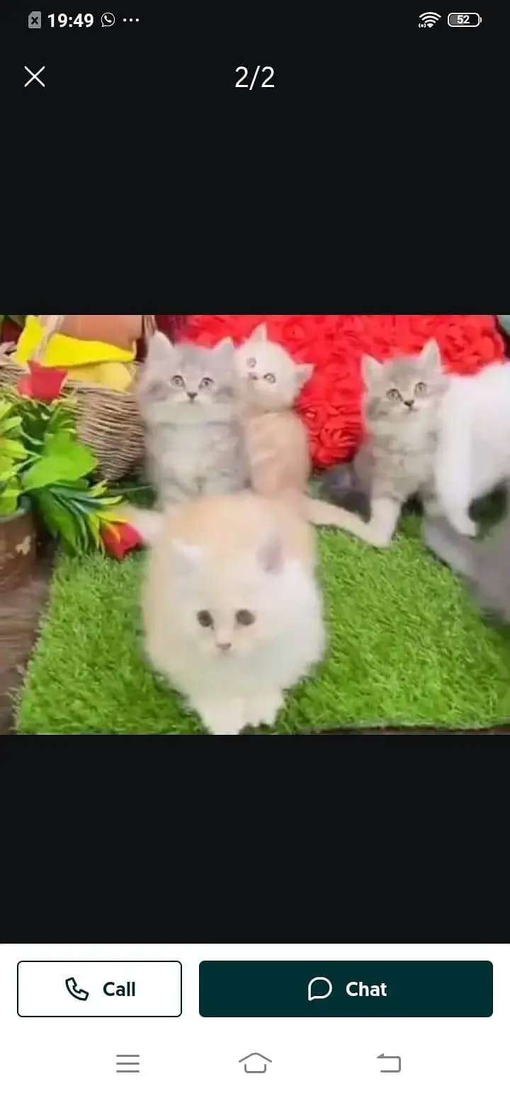 Persian cat for sale male or female WhatsApp320=81=75=394 — photo 2