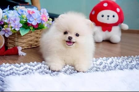 Pomeranian | Pomeranian Pupps | Shitzu Pupp | Toy Breed Pupps For Sale