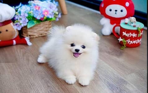 Pomeranian | Pomeranian Pupps | Shitzu Pupp | Toy Breed Pupps For Sale