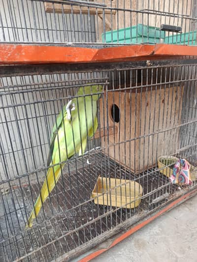 Parrots With Cage
