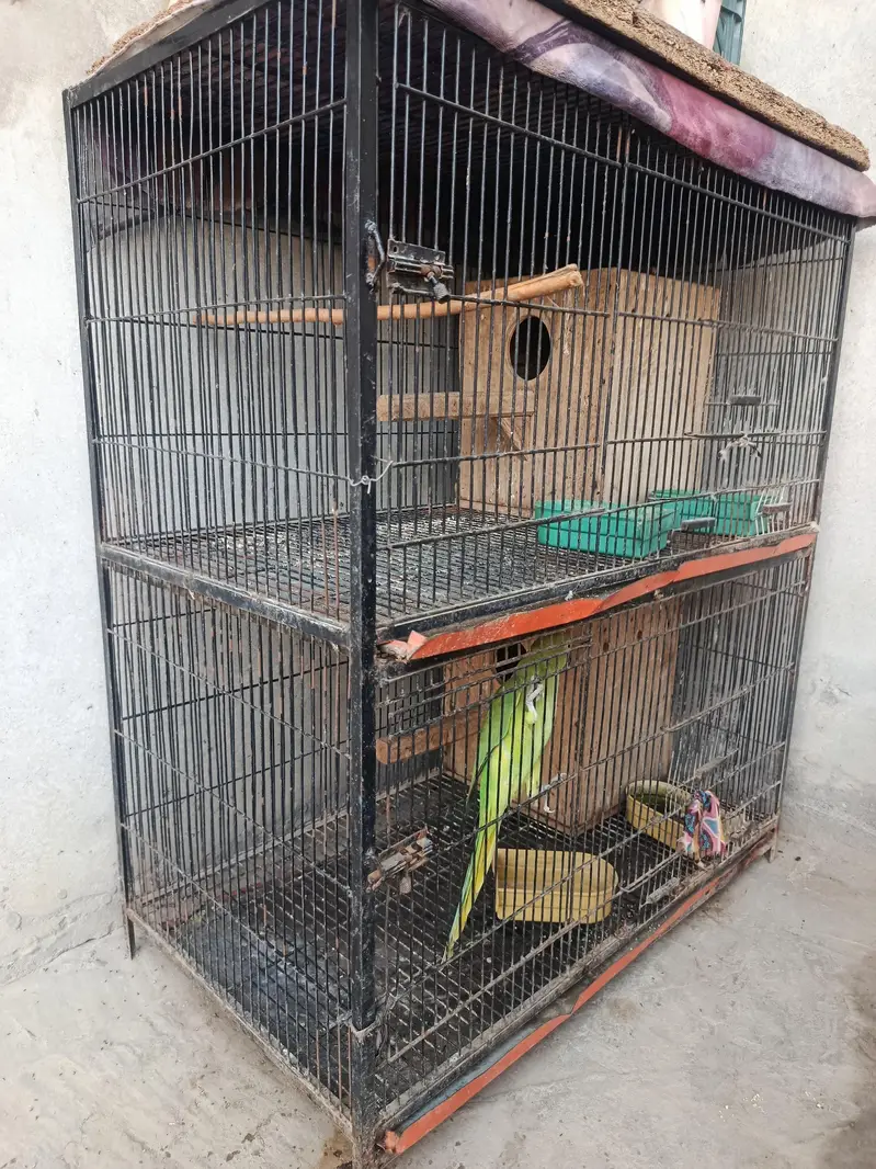 Parrots With Cage — photo 2