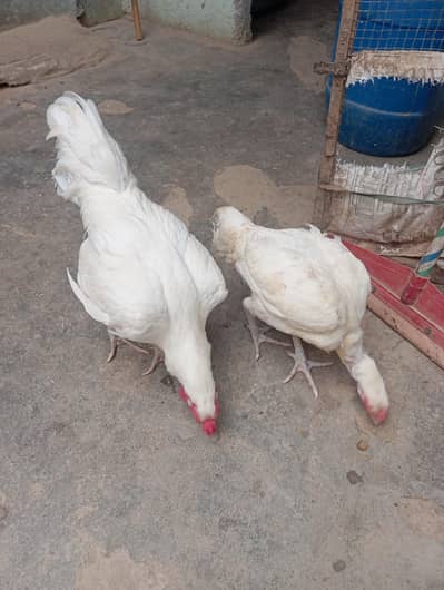 peparpepar what heera morga or morgi call number 03480272963
