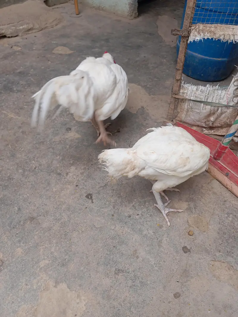 peparpepar what heera morga or morgi call number 03480272963 — photo 2