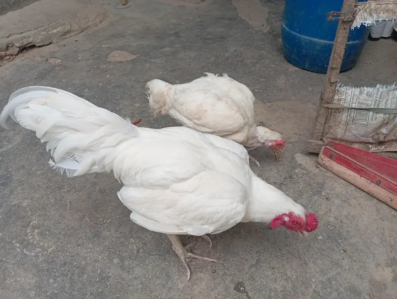peparpepar what heera morga or morgi call number 03480272963 — photo 3