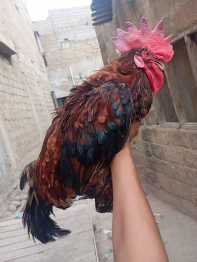 sehatmand aur active 1 murga sale ke liye