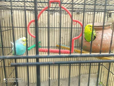 Cage for parrot and hogoromo