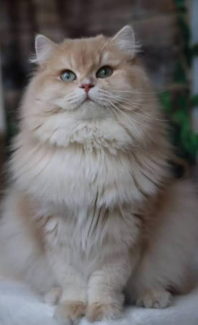 iconic green eyes name called bacha