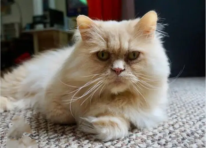 iconic green eyes name called bacha — photo 2