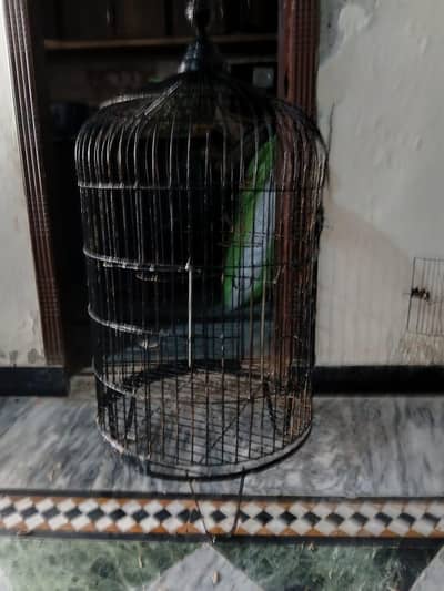 Parrot Cage