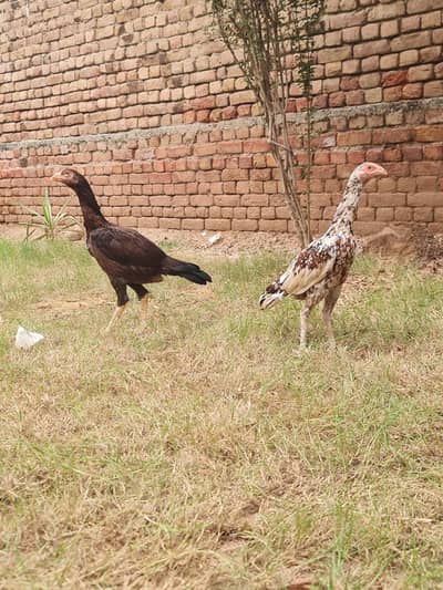 quality aseel young pair for sale-healthy & active -strong build
