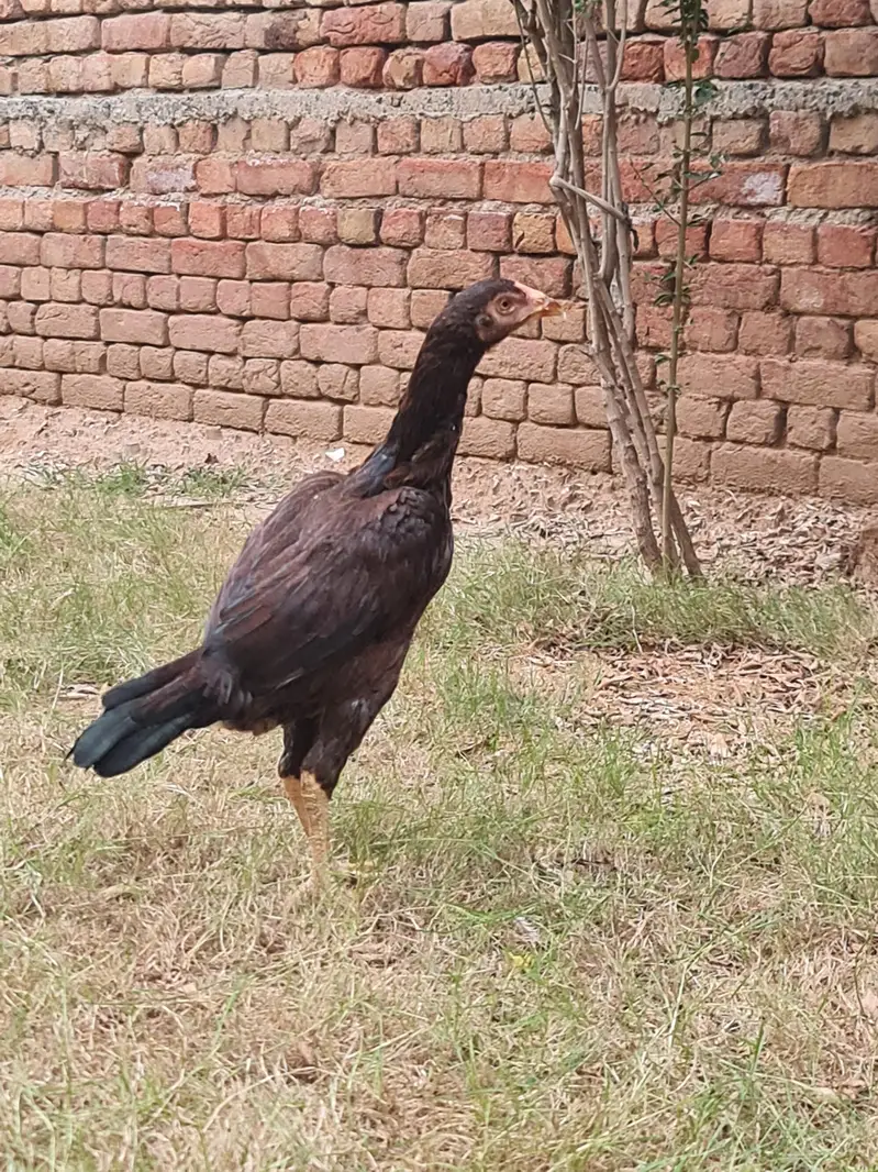 quality aseel young pair for sale-healthy & active -strong build — photo 3