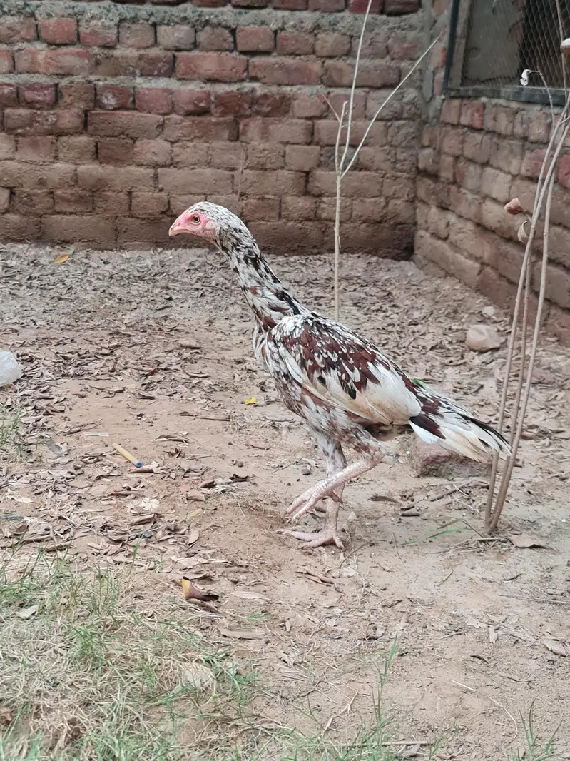 quality aseel young pair for sale-healthy & active -strong build — photo 4