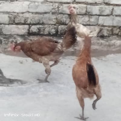 تین عدد گولڈن مسری مرغیاں