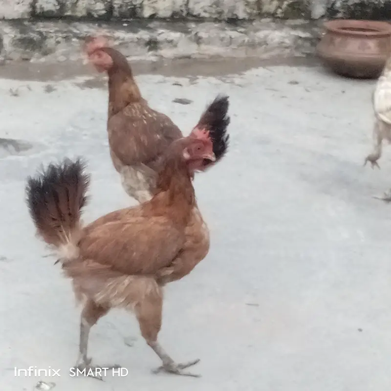 تین عدد گولڈن مسری مرغیاں — photo 2