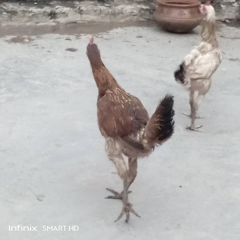 تین عدد گولڈن مسری مرغیاں 2