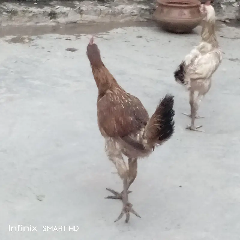 تین عدد گولڈن مسری مرغیاں — photo 3