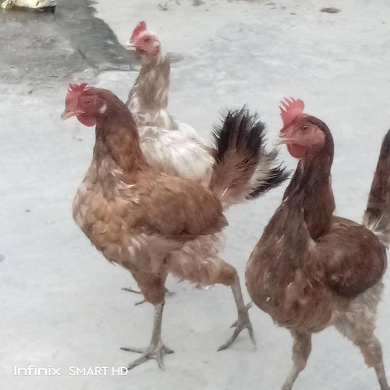 تین عدد گولڈن مسری مرغیاں 3