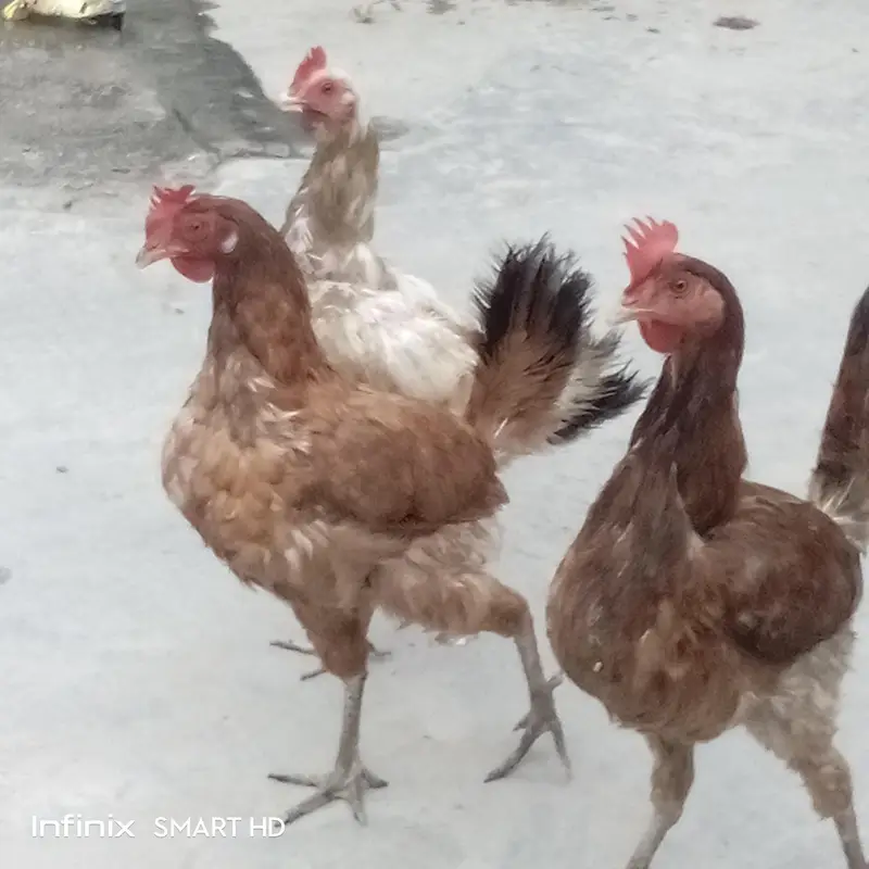 تین عدد گولڈن مسری مرغیاں — photo 4