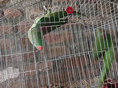 Raw Breeder pair