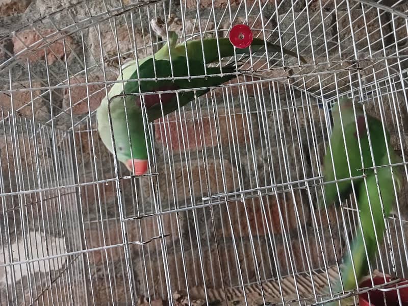 Raw Breeder pair 0