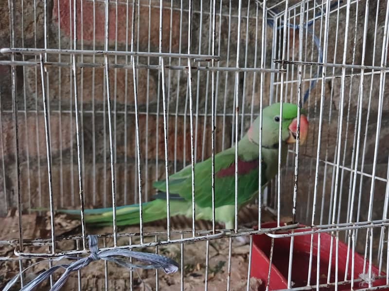 Raw Breeder pair 1