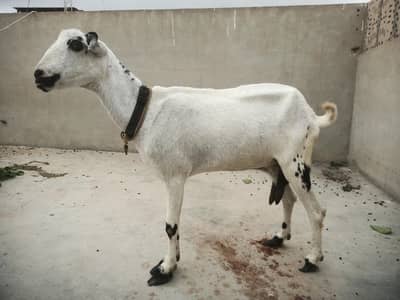 2month gaban bakri