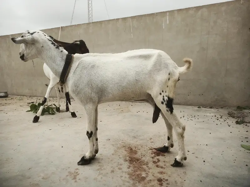 2month gaban bakri — photo 2