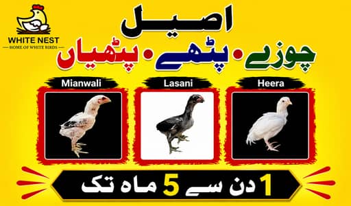 Aseel Chicks of Mianwali Lasani Lakha Jawa Mushka Heera, Light Sussex