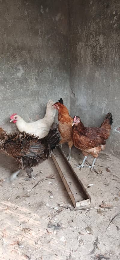Golden Misri | Hens | Egg laying