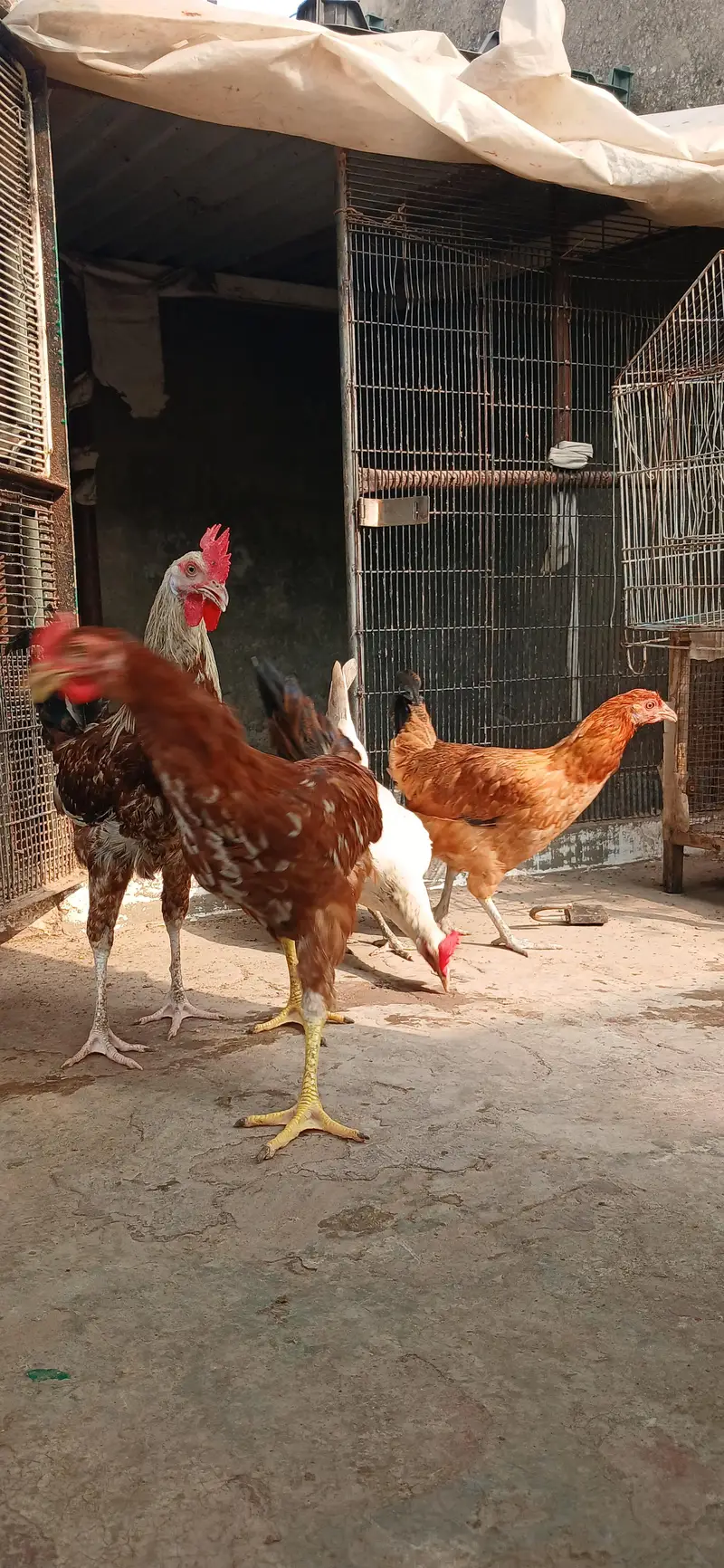 Golden Misri | Hens | Egg laying — photo 2