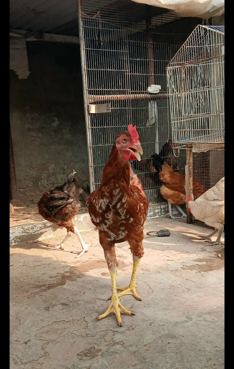 Golden Misri | Hens | Egg laying — photo 3