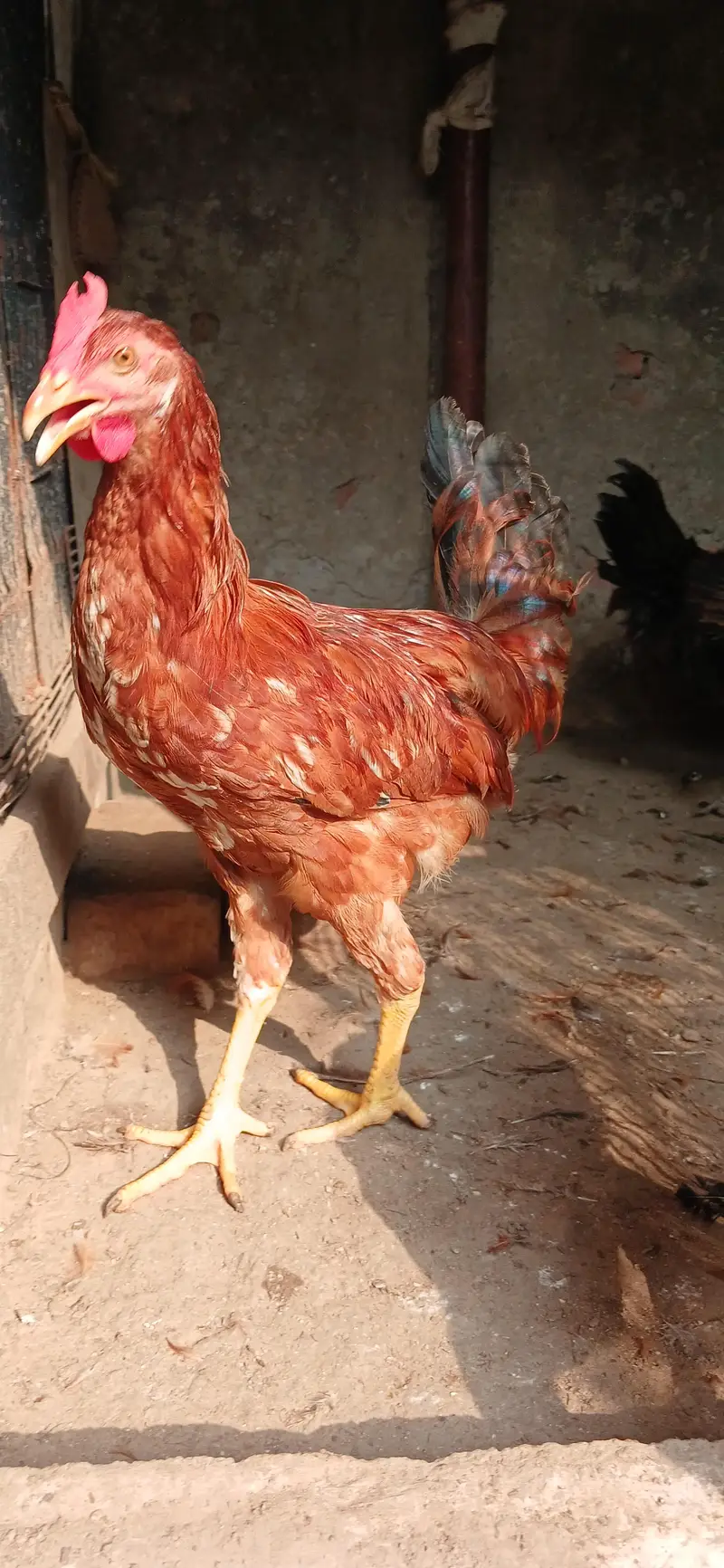 Golden Misri | Hens | Egg laying — photo 4