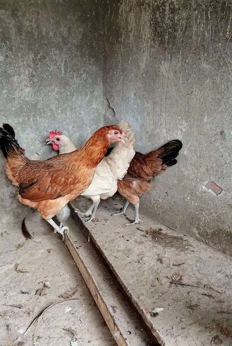 Golden Misri | Hens | Egg laying — photo 5
