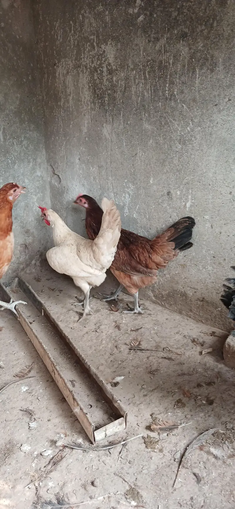 Golden Misri | Hens | Egg laying — photo 6