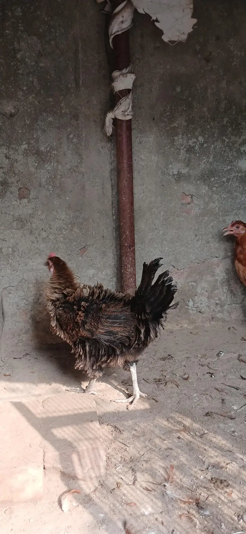 Golden Misri | Hens | Egg laying — photo 7