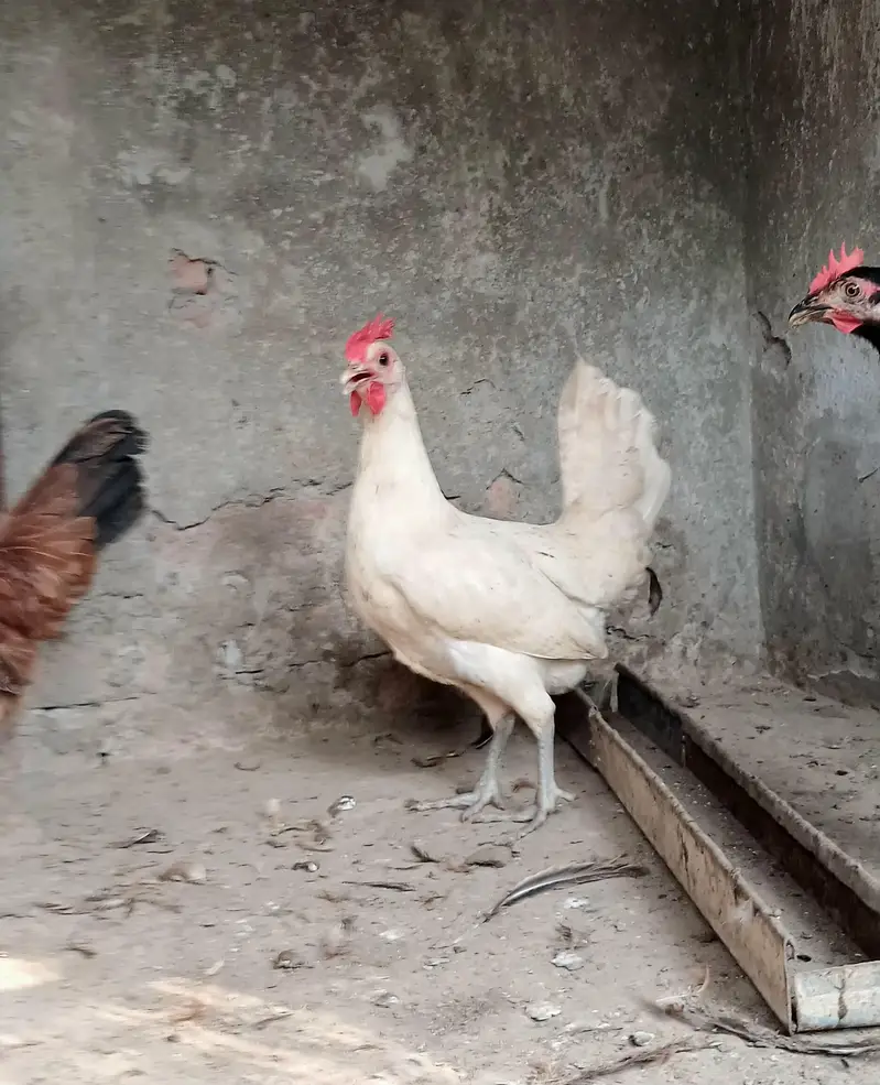 Golden Misri | Hens | Egg laying — photo 10