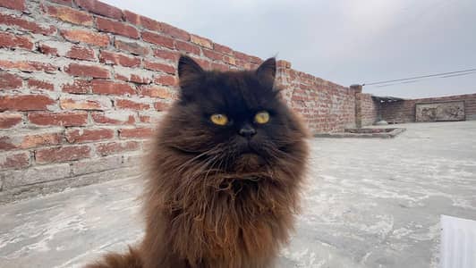 Persian cat triple coated