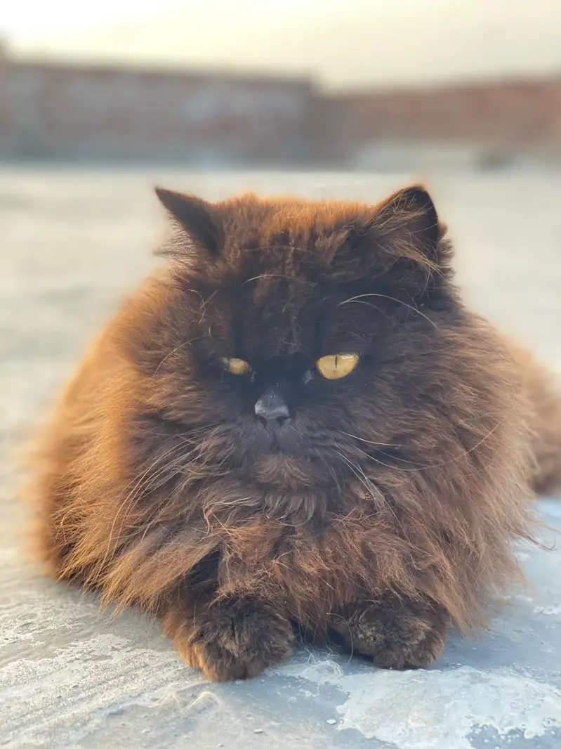Persian cat triple coated — photo 2