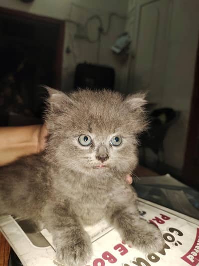Persian kitten triple coated
