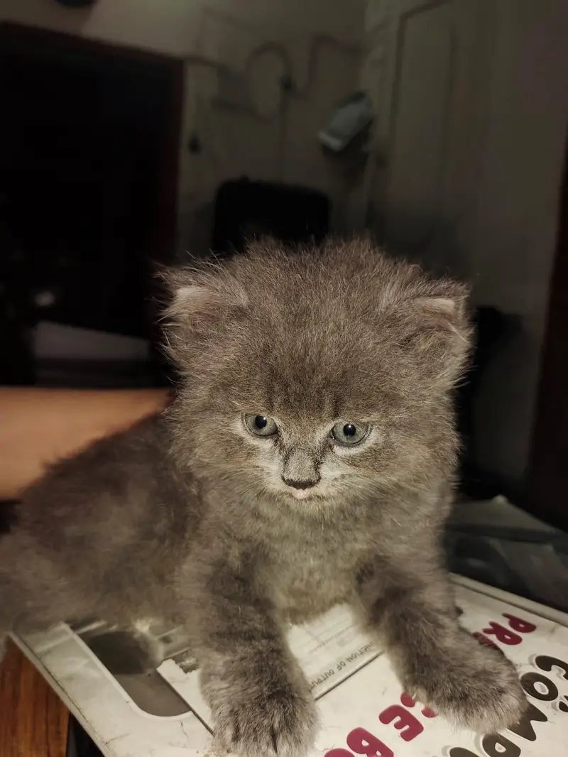 Persian kitten triple coated — photo 2