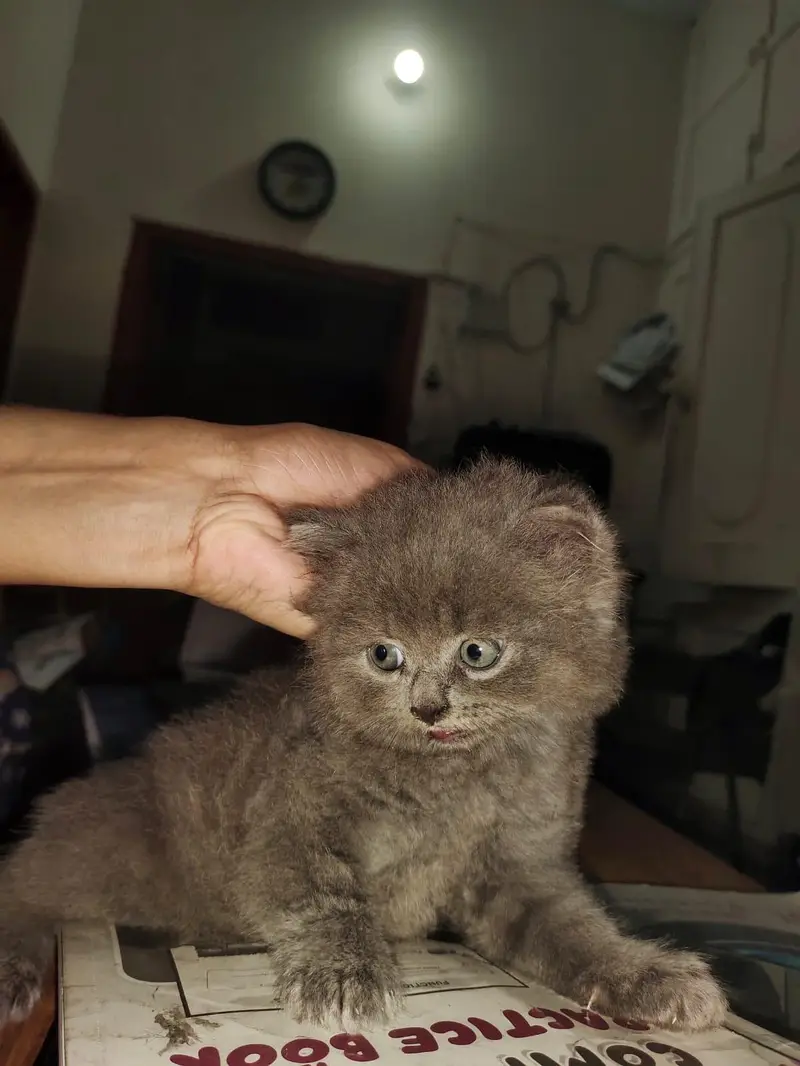 Persian kitten triple coated — photo 3